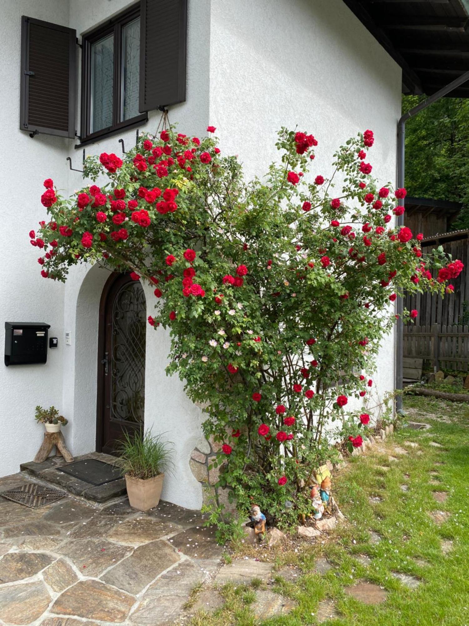 Laimer, Radau 37